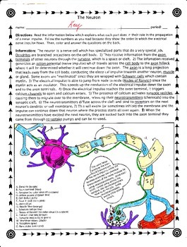 Preview of The Neuron