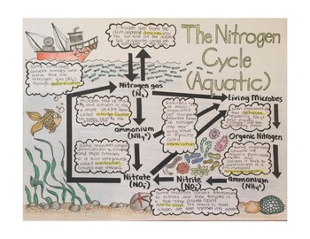 Nitrogen Cycle Explained - Definition, Stages and Importance