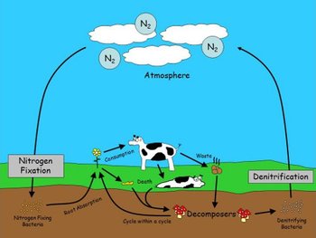 The Nitrogen Cycle (PowerPoint, Student Note Sheet, and ...