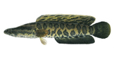 The Northern Snakehead Fish: A Threat to the Great Lakes E