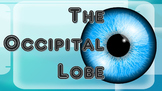 The Occipital Lobe - Brain Games (Powerpoint & 4 Games)
