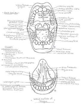Preview of The Oral Cavity