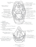 The Oral Cavity