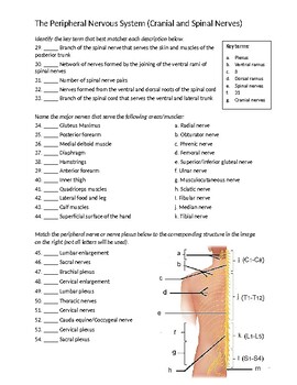 The Peripheral Nervous System Worksheet (Cranial and Spinal Nerves)