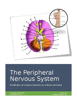 Preview of The Peripheral Nervous System Worksheet (Cranial and Spinal Nerves)