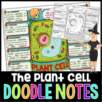 Preview of Plant Cells and Organelles Doodle Notes | Science Doodle Notes