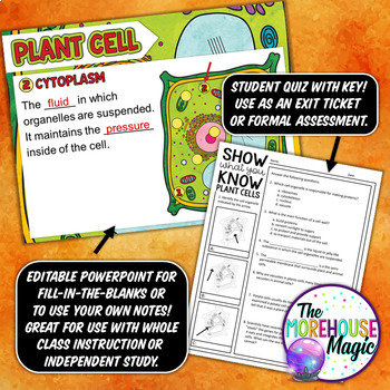 Plant Cells And Organelles Doodle Notes Science Doodle Notes Tpt