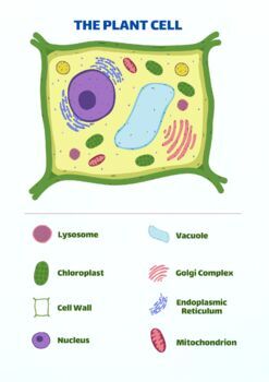 Preview of The Plant Cell Posters in 4762x6735px Size/ Ready for Printing