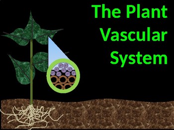 Preview of The Plant Vascular System