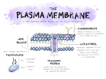 Preview of The Plasma Membrane: A Visual Guide