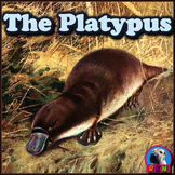 Platypus - PowerPoint & Activities