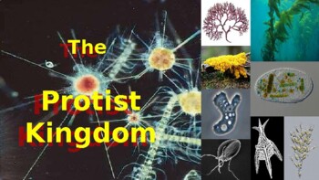 The Protist Kingdom by Magnolia | TPT