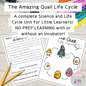 Preview of The Quail Life Cycle