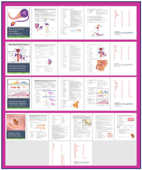 Preview of The Reproductive System Five Worksheet Set