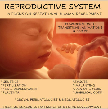 Preview of The Reproductive System - Human Development Gestational Period PowerPoint