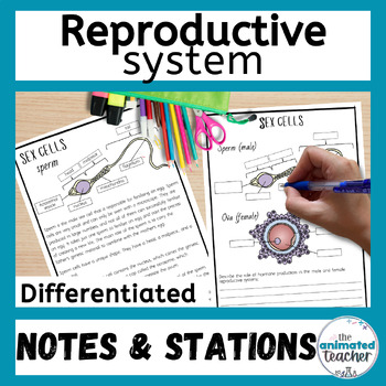 Preview of The Reproductive System Worksheets, Diagram Labelling and Stations with answers
