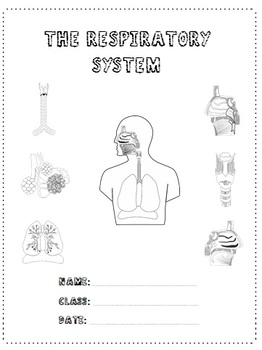 Preview of The Respiratory System - A Research Project