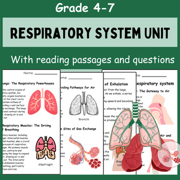 Preview of The Respiratory System Facts | Color |Activities | Worksheet & Quiz