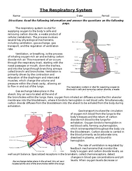 Preview of The Respiratory System: Informational Text, Images, and Assessment