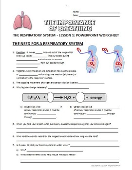 33 Respiratory System Worksheet Answer Key - Worksheet Project List