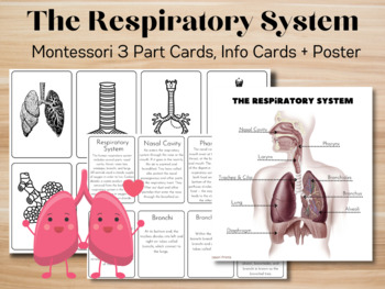 Preview of The Respiratory System /Lungs/ Montessori 3 Part Cards // Info Cards + Poster