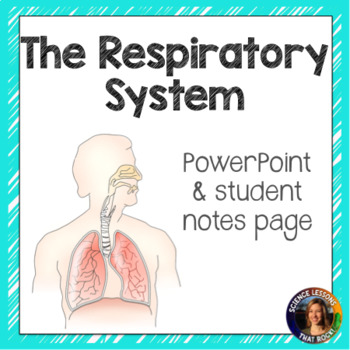 Preview of The Respiratory System