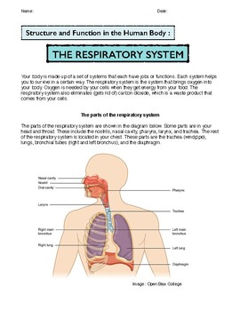 Preview of The Respiratory System: Structure and Function