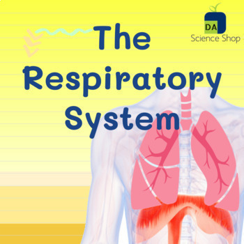 Preview of The Respiratory System - The Lungs