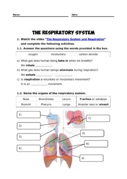 The Respiratory System and Identifying Organ Parts by LP Worksheets