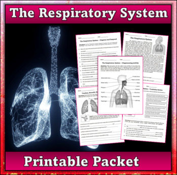 Preview of The Respiratory System and Lungs - No Prep Independent Work Packet