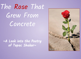 The Rose that Grew from Concrete by Tupac Shakur (ESL Suitable!)