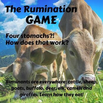 Preview of The Rumination Game