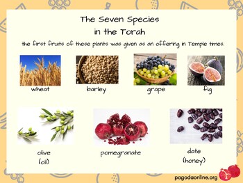 Preview of The Seven Species in the Torah + Fruit Blessing | Tu Bishvat Resource