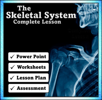 Preview of The Skeletal System - Lesson, Power Point, Printables and Assessment