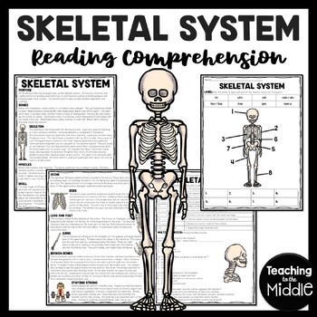 The Skeletal System Overview Reading Comprehension Worksheet | TpT
