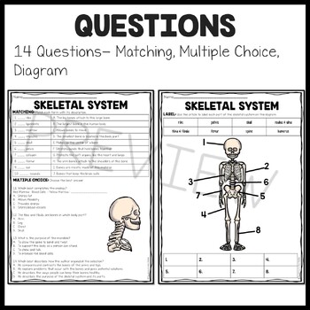 The Skeletal System Overview Reading Comprehension Worksheet | TpT