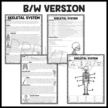The Skeletal System Informational Text Reading Comprehension Worksheet