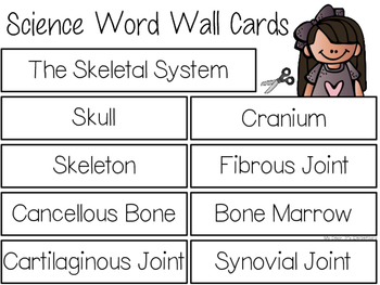 Preview of The Skeletal System {WORD WALL}