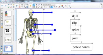 Preview of The Skeletal System for 2nd Grade Interactive