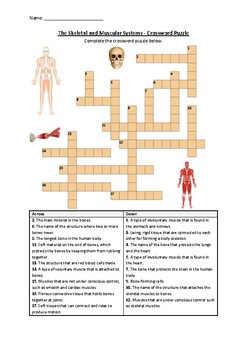Preview of The Skeletal and Muscular Systems - Crossword Puzzle Worksheet (Printable)