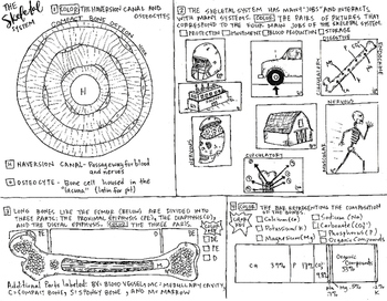 Preview of The Skeletal system coloring sheet; Body Systems