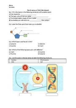 Preview of The Structure of DNA - Worksheet | Printable and Distance Learning