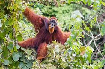 Preview of The Sumatran Orangutan: Guardians of the Rainforest Canopy