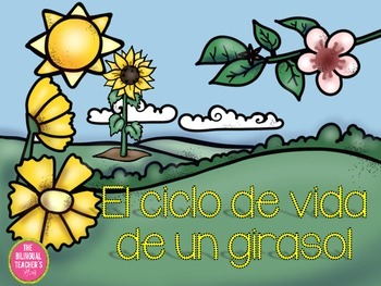 Preview of The Sunflower Lifecycle in Spanish