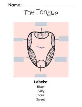 Preview of The Tongue Diagram