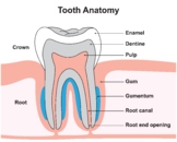 The Tooth Anatomy.