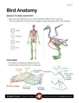 The ULTIMATE ANATOMY BUNDLE - Human & Animal Anatomy Worksheets and  Handouts!