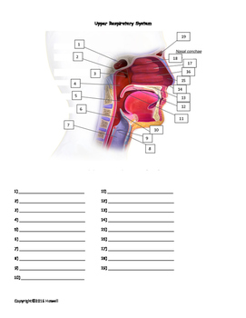 The Upper Respiratory System Quiz or Worksheet by Everything Science