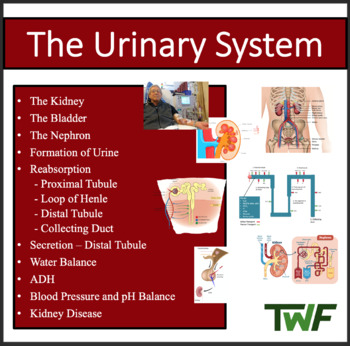 Preview of The Urinary System - Google Slides & Distance Learning Ready
