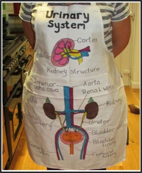 Preview of Urinary System Project with Rubric